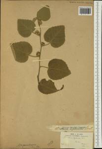 Waltheria tomentosa (J. R. & G. Forst.) H. St. John, Австралия и Океания (AUSTR) (Французская Полинезия)