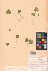 Viola epipsila subsp. repens (Turcz.) W.Becker, Сибирь, Дальний Восток (S6) (Россия)