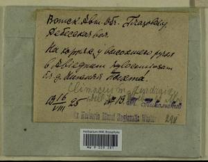 Climacium dendroides (Hedw.) F. Weber & D. Mohr, Гербарий мохообразных, Мхи - Пермский край, Удмуртия, Свердловская и Кировская области (B8) (Россия)