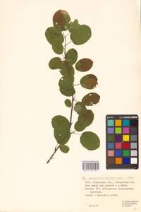 Amelanchier × spicata (Lam.) K.Koch, Восточная Европа, Белоруссия (E3a) (Белоруссия)