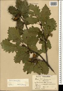 Quercus petraea subsp. polycarpa (Schur) Soó, Кавказ, Азербайджан (K6) (Азербайджан)