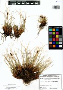 Carex borealipolaris S.R.Zhang, Сибирь, Центральная Сибирь (S3) (Россия)