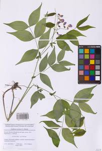 Чина весенняя (L.) Bernh., Восточная Европа, Московская область и Москва (E4a) (Россия)