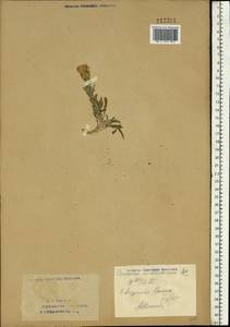 Centaurea stoebe subsp. stoebe, Восточная Европа, Восточный район (E10) (Россия)