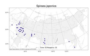Spiraea japonica, Спирея японская L. fil., Атлас флоры России (FLORUS) (Россия)