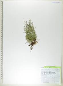 Хвощ камышковый Michx., Сибирь, Дальний Восток (S6) (Россия)