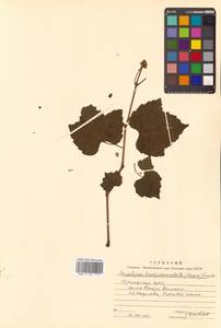 Ampelopsis glandulosa var. brevipedunculata (Maxim.) Momiy., Сибирь, Дальний Восток (S6) (Россия)