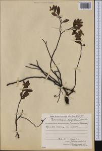 Хамедафна обыкновенная, Болотный мирт (L.) Moench, Сибирь, Чукотка и Камчатка (S7) (Россия)