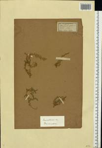 Грыжник голый L., Восточная Европа, Московская область и Москва (E4a) (Россия)