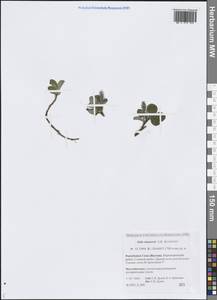 Ива Назарова A.K.Skvortsov, Сибирь, Якутия (S5) (Россия)