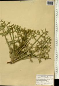 Echinophora platyloba DC., Зарубежная Азия (ASIA) (Иран)