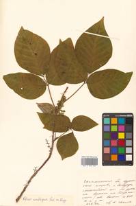 Toxicodendron orientale subsp. orientale, Сибирь, Дальний Восток (S6) (Россия)