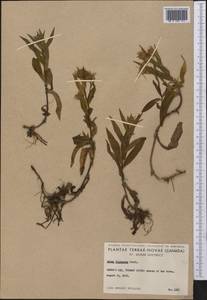 Symphyotrichum foliaceum (DC.) G. L. Nesom, Америка (AMER) (Канада)