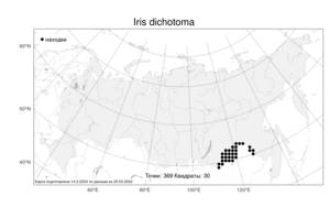 Iris dichotoma, Ирис вильчатый Pall., Атлас флоры России (FLORUS) (Россия)