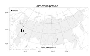 Alchemilla prasina, Манжетка бледно-зеленая Juz., Атлас флоры России (FLORUS) (Россия)