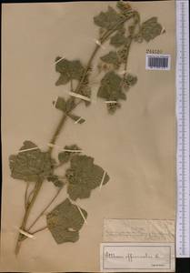 Алтей лекарственный L., Средняя Азия и Казахстан, Муюнкумы, Прибалхашье и Бетпак-Дала (M9) (Казахстан)