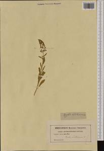 Резеда непахучая Rchb., Западная Европа (EUR) (Неизвестно)