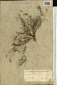 Астрагал шиловидный DC., Восточная Европа, Нижневолжский район (E9) (Россия)