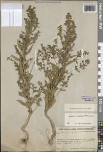 Безвкусница ширицевидная L., Сибирь, Прибайкалье и Забайкалье (S4) (Россия)