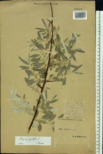 Лох узколистный, Лох обыкновенный L., Восточная Европа, Центральный лесостепной район (E6) (Россия)