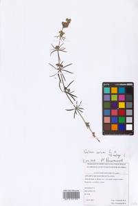 Galium verum × mollugo, Восточная Европа, Северный район (E1) (Россия)