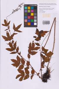 Таволга вязолистная (L.) Maxim., Восточная Европа, Московская область и Москва (E4a) (Россия)