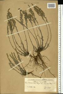 Полынь таврическая, Полынь крымская Willd., Восточная Европа, Нижневолжский район (E9) (Россия)