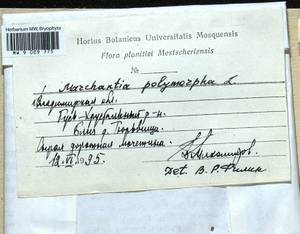 Marchantia polymorpha L., Гербарий мохообразных, Мхи - Центральное Нечерноземье (B6) (Россия)