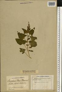 Блитум доброго Генриха (L.) Rchb., Восточная Европа, Эстония (E2c) (Эстония)