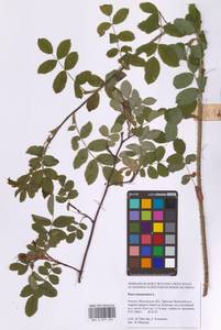 Шиповник майский Herrm., Восточная Европа, Московская область и Москва (E4a) (Россия)