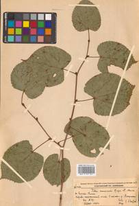 Липа амурская Rupr., Сибирь, Дальний Восток (S6) (Россия)