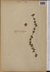 Triodanis perfoliata, Америка (AMER) (Неизвестно)