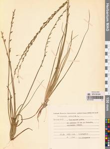 Триостренник болотный L., Сибирь, Якутия (S5) (Россия)
