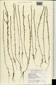 Sedobassia sedoides (Pall.) Freitag & G.Kadereit, Крым (KRYM) (Россия)