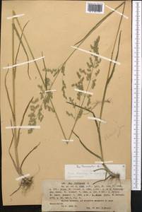 Мятлик обыкновенный L., Средняя Азия и Казахстан, Западный Тянь-Шань и Каратау (M3) (Казахстан)