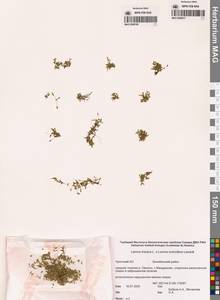 Ряска трехдольная L., Сибирь, Чукотка и Камчатка (S7) (Россия)