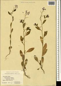 Хориспора нежная, Хориспора тоненькая (Pall.) DC., Крым (KRYM) (Россия)