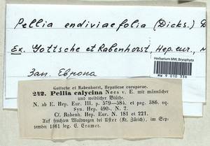 Apopellia endiviifolia (Dicks.) Nebel & D. Quandt, Гербарий мохообразных, Мхи - Западная Европа (BEu) (Швейцария)