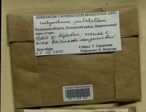 Eurhynchiastrum pulchellum (Hedw.) Ignatov & Huttunen, Гербарий мохообразных, Мхи - Центральное Нечерноземье (B6) (Россия)