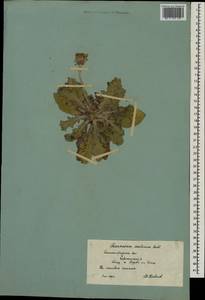 Одуванчик поздний (Waldst. & Kit.) Poir., Восточная Европа, Нижневолжский район (E9) (Россия)