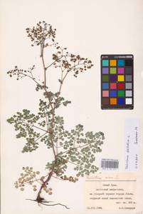 Василисник вонючий L., Восточная Европа, Восточный район (E10) (Россия)