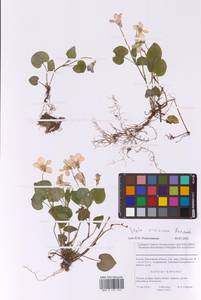 Фиалка Ривиниуса Rchb., Восточная Европа, Московская область и Москва (E4a) (Россия)