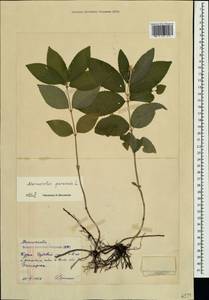 Пролесник многолетний L., Крым (KRYM) (Россия)