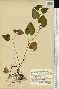 Viola ×kiliensis E. H. L. Krause, Восточная Европа, Центральный район (E4) (Россия)