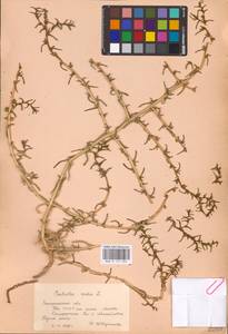 Soda inermis (Moench) Fourr., Восточная Европа, Южно-Украинский район (E12) (Украина)