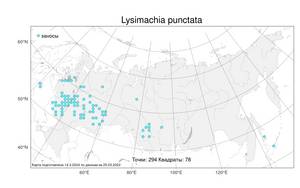 Lysimachia punctata, Вербейник точечный L., Атлас флоры России (FLORUS) (Россия)