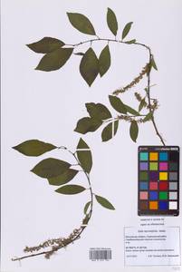 Ива мирзинолистная, Ива чернеющая Salisb., Восточная Европа, Московская область и Москва (E4a) (Россия)