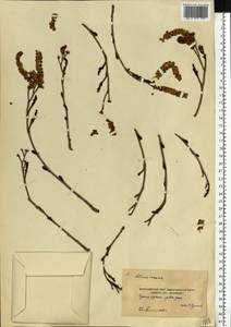 Ольха серая (L.) Moench, Восточная Европа, Московская область и Москва (E4a) (Россия)