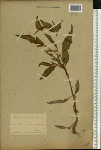 Горец развесистый, Горец щавелелистный (L.) Gray, Восточная Европа, Белоруссия (E3a) (Белоруссия)