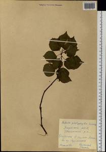 Betula pendula subsp. mandshurica (Regel) Ashburner & McAll., Сибирь, Якутия (S5) (Россия)